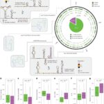 Identification of conserved RNA regulatory switches in living cells using RNA secondary structure ensemble mapping and covariation analysis