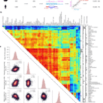 Predicting the translation efficiency of messenger RNA in mammalian cells