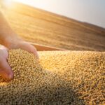 Unsustainable soy may soon arrive in Europe