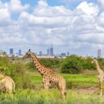 Why Kenya is setting the bar for climate investing in Africa