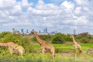 Why Kenya is setting the bar for climate investing in Africa