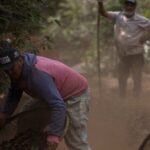 ‘Insignificant risk’ EUDR proposal threatens fight against deforestation, critics say