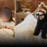 Chongqing Hotel Under Fire for Using Red Pandas in Wake-Up Calls