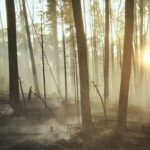 Raymond J. de Souza: When trust falls in the forest, can anybody hear?