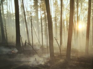Raymond J. de Souza: When trust falls in the forest, can anybody hear?