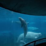 Marineland looking to sell amusement rides as Ontario park ‘evolves’