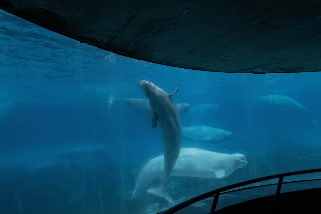 Marineland looking to sell amusement rides as Ontario park ‘evolves’