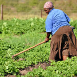 Traditional authorities: Democratic governance must be reclaimed