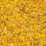 Nigeria’s Egusi Seed Heads to Space in Historic ISS Mission