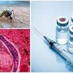 Southern Africa through the South African Medical Research Council marks a decade of malaria research and collaboration