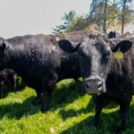 Economists doubt Trump outlook that US will sell ‘so much’ beef to Australia