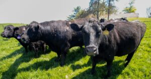Economists doubt Trump outlook that US will sell ‘so much’ beef to Australia
