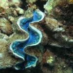 Saudi Arabia Launches Scientific Initiative to Safeguard Marine Ecosystems