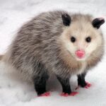 Virginia opossums: The American marsupials that have barely changed since the time of the dinosaurs