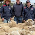 National lamb price reaches new record, but could go higher