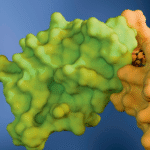 Natural molecular glues spur next-gen small molecules for ‘undruggable’ targets