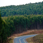 How plantations work towards ecological balance