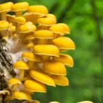 Golden oyster mushrooms are crowding out native fungi in North America
