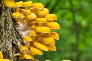 Golden oyster mushrooms are crowding out native fungi in North America