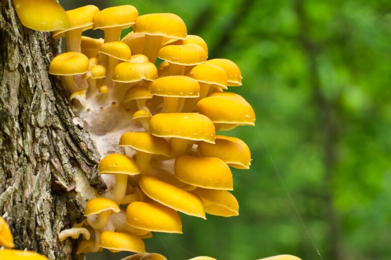 Golden oyster mushrooms are crowding out native fungi in North America