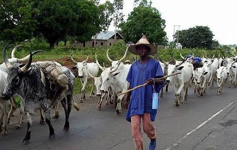 Farmers, Herders Clash: Intersociety Faults CDS View On Creation Of Ranches