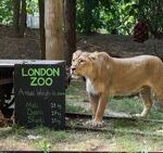 Big cat sightings in London reported 25 times over five years, police records show