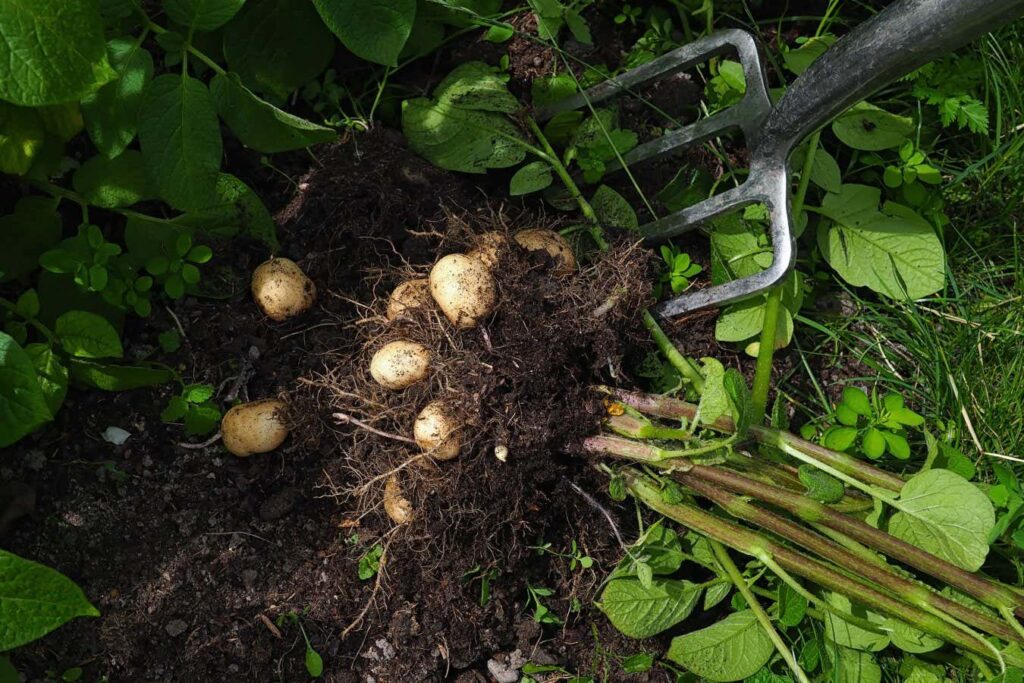 Mystery of the potato’s origins solved by genetics