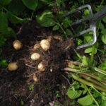 Mystery of the potato’s origins solved by genetics