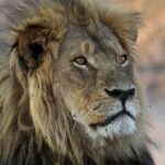 Fury As Trophy Hunter Kills Research Lion In Zimbabwe