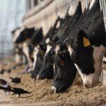 Bird Flu Could Be Spreading through the Air on Dairy Farms, Preliminary Study Shows