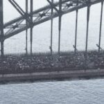 ‘Monumental’: 90,000 halt city with march across Harbour Bridge