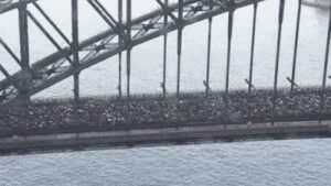 ‘Monumental’: 90,000 halt city with march across Harbour Bridge