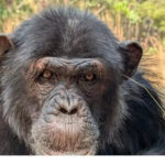 Chimpanzees launch the wildest fashion trend of 2025: Grass accessories!