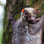 Colugo: The ‘flying lemur’ that doesn’t fly and isn’t a lemur