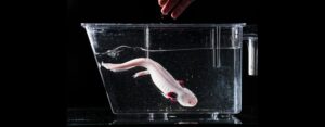 New axolotl study gives researchers a leg up in work towards limb regeneration
