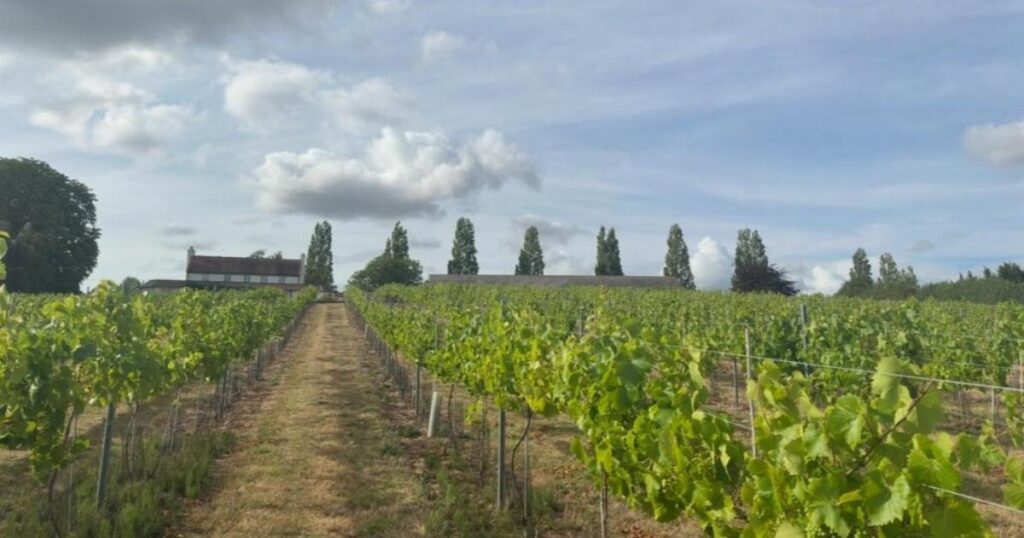 I’m American — my first trip to an English vineyard was nothing like I expected