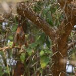 African bats require monitoring in protected areas, study finds