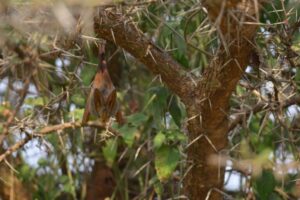 African bats require monitoring in protected areas, study finds