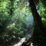 The carbon market paradox: Steve Zwick on why financing forests is more complicated than it looks