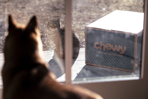 It’s International Cat Day. Which type of ‘petfluencer’ earns more online?