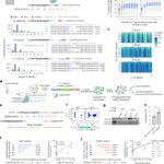 Precise, predictable genome integrations by deep-learning-assisted design of microhomology-based templates