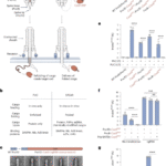 Targeted delivery of diverse biomolecules with engineered bacterial nanosyringes