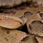 Countries of the Americas advance toward regional strategy to tackle the health threat from venomous animal accidents