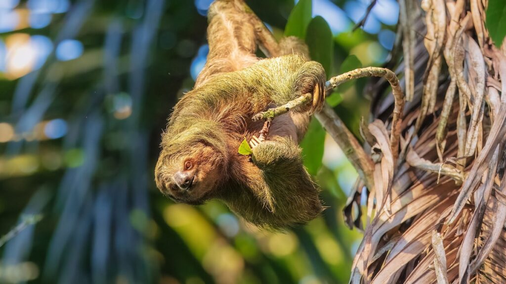 What is ‘sloth fever’? Why this rare virus is spreading
