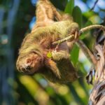 What is ‘sloth fever’? Why this rare virus is spreading