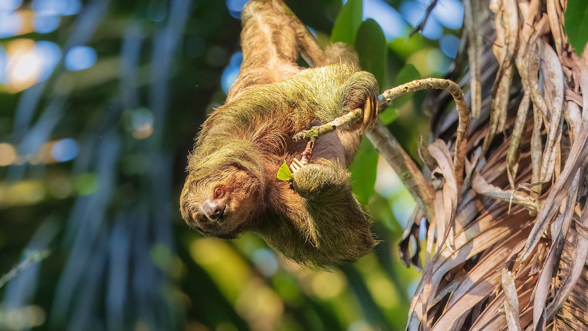 What is ‘sloth fever’? Why this rare virus is spreading