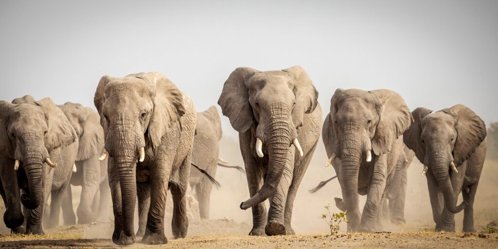 ECOLOGICAL BALANCE OP-ED: Killing without counting — South Africa’s elephant conflict debate lacks data