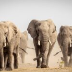 ECOLOGICAL BALANCE OP-ED: Killing without counting — South Africa’s elephant conflict debate lacks data
