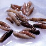 Wiped Out In 1960s, A ‘Flesh-Eating’ Fly Found Infecting Person In US: What Is Screwworm?