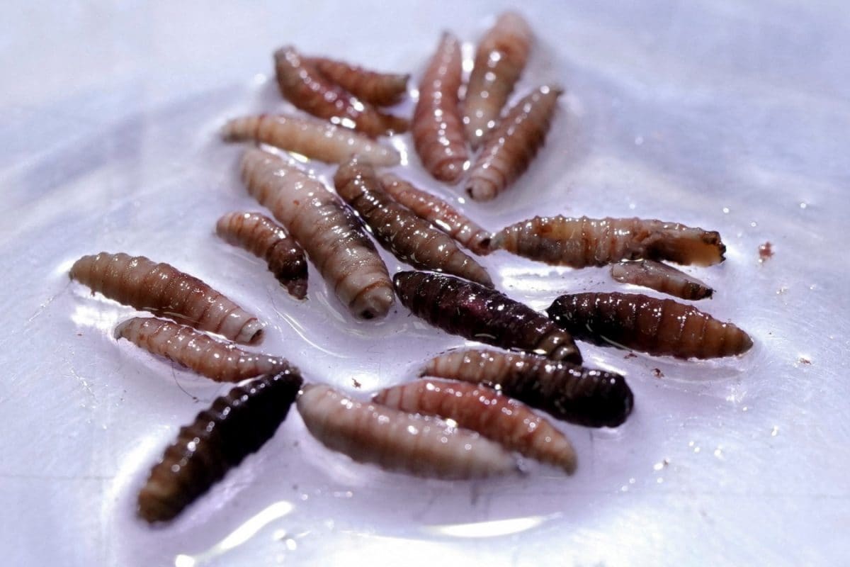 Wiped Out In 1960s, A ‘Flesh-Eating’ Fly Found Infecting Person In US: What Is Screwworm?